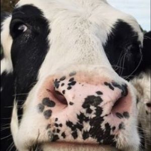 Meet your Posher, Nnatalie